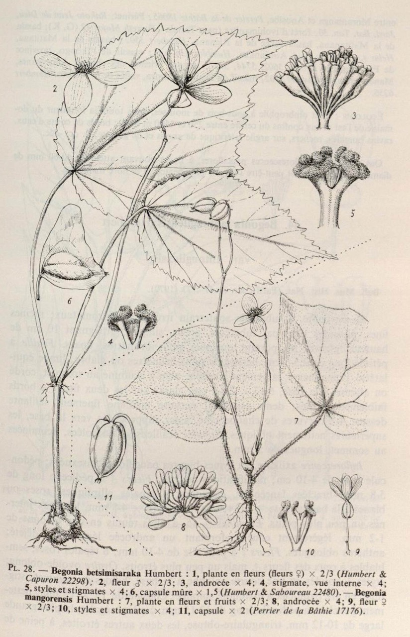 B. mangorensis var. mangorensis